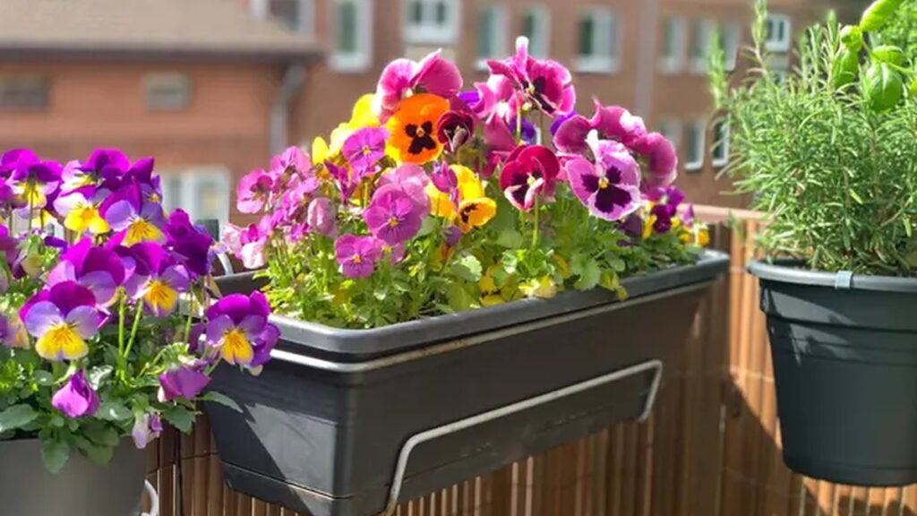 Kvetoucí letničky v truhlících na slunném balkóně