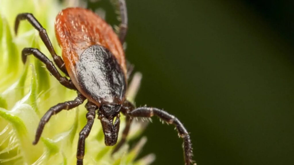 Vajíčka škůdců na spodní straně listu — makro záběr